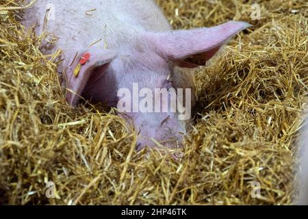 Auf einer Farm in East Yorkshire, Großbritannien, wurden Strohstreu gelegt. Stockfoto