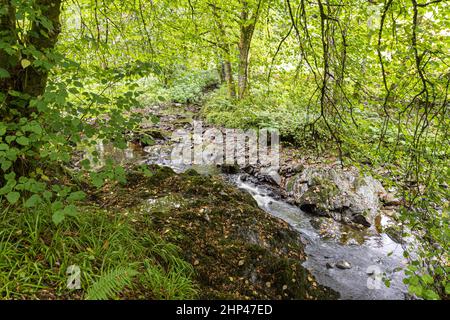 Torrisdale Wasser fließt durch Castle Wood auf dem Torrisdale Castle Estate auf der Kintyre Peninsula, Argyll & Bute, Schottland, Großbritannien Stockfoto