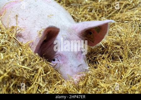 Auf einer Farm in East Yorkshire, Großbritannien, wurden Strohstreu gelegt. Stockfoto