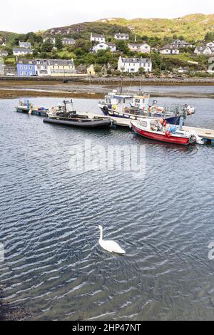 Ein Schwan und Fischerboote im Hafen von Tarbert an der Mündung des Loch Fyne, Argyll & Bute, Schottland, Großbritannien Stockfoto