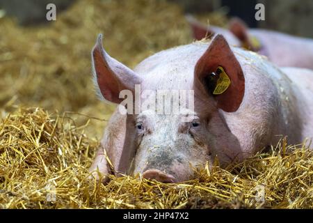 Auf einer Farm in East Yorkshire, Großbritannien, wurden Strohstreu gelegt. Stockfoto