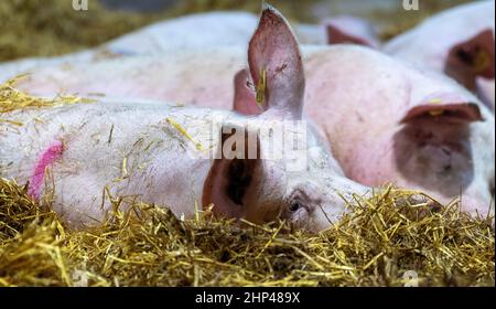 Auf einer Farm in East Yorkshire, Großbritannien, wurden Strohstreu gelegt. Stockfoto