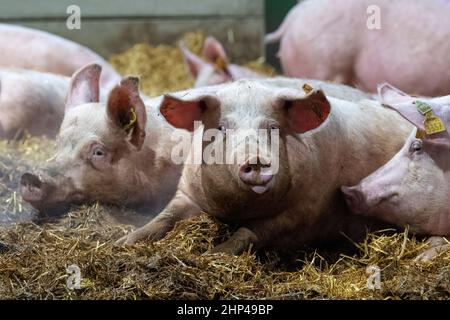 Auf einer Farm in East Yorkshire, Großbritannien, wurden Strohstreu gelegt. Stockfoto