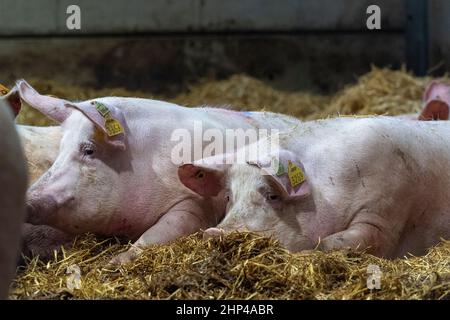 Auf einer Farm in East Yorkshire, Großbritannien, wurden Strohstreu gelegt. Stockfoto