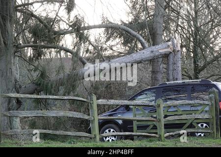 Station Lane, Godalming. 18th. Februar 2022. Hurrikan Force Winds trafen heute die Heimatländer, als Sturm Eunace Land machte. Sturmschäden in Godalming in Surrey, als fallende Bäume Autos beschädigten. Kredit: james jagger/Alamy Live Nachrichten Stockfoto