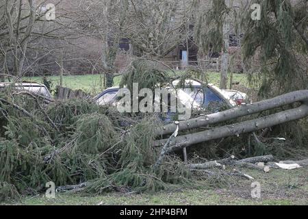 Station Lane, Godalming. 18th. Februar 2022. Hurrikan Force Winds trafen heute die Heimatländer, als Sturm Eunace Land machte. Sturmschäden in Godalming in Surrey, als fallende Bäume Autos beschädigten. Kredit: james jagger/Alamy Live Nachrichten Stockfoto