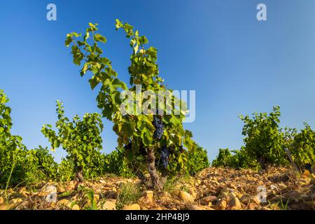 Typischer Weinberg mit Steinen in der Nähe von Chateauneuf-du-Pape, Cotes du Rhone, Frankreich Stockfoto