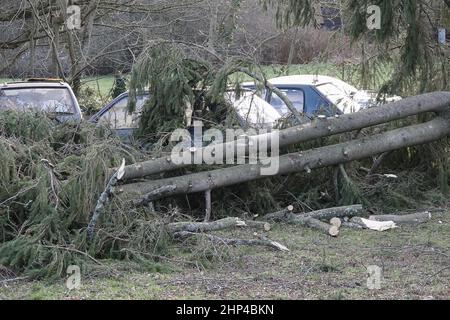 Station Lane, Godalming. 18th. Februar 2022. Hurrikan Force Winds trafen heute die Heimatländer, als Sturm Eunace Land machte. Sturmschäden in Godalming in Surrey, als fallende Bäume Autos beschädigten. Kredit: james jagger/Alamy Live Nachrichten Stockfoto