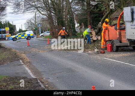 Brentwood, Großbritannien. 18th. Februar 2022. Brentwood Essex 18th Feb 2022 UK Wetter, Sturm Eunice; Straßen geschlossen und Stromleitungen wegen Sturm Eunice in Brentwood Essex Quelle: Ian Davidson/Alamy Live News Stockfoto