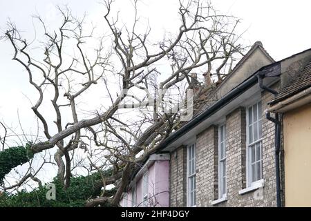 Ein gefallener Baum, der eine Straße in Sudbury, Suffolk, blockiert, während der Sturm Eunice am Freitag, nachdem er die Südküste getroffen hat, über Großbritannien fegt. Angesichts der Schließung von Attraktionen, der Unterbrechung der Reise und der Erklärung eines größeren Vorfalls in einigen Gebieten wurden die Menschen aufgefordert, sich im Haus aufzuhalten. Bilddatum: Freitag, 18. Februar 2022. Stockfoto