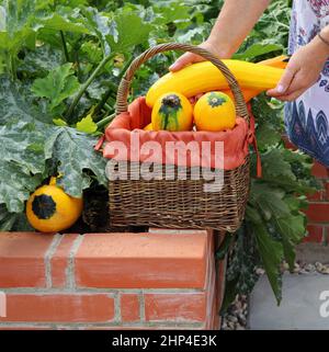 Ernte von Zucchini. Ein moderner Gemüsegarten mit erhöhten Briks Betten. .Hochbetten im Garten in einem städtischen Garten Pflanzen, Kräuter, Gewürze, berri Stockfoto