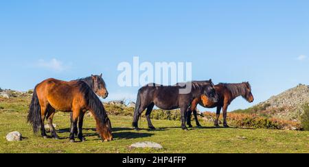 Wildpferde, die in den Bergen im Norden Portugals weiden. Serra do Geres Stockfoto