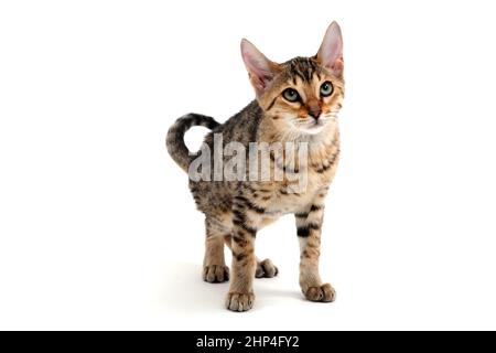 Eine gefleckte reinrassige glathaarige Katze steht auf einem weißen Hintergrund. Hochwertige Fotos Stockfoto