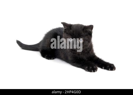 Flauschig reinrassige schwarze Kätzchen mit ausgestreckten Krallen liegt auf einem isolierten Hintergrund. Hochwertige Fotos Stockfoto