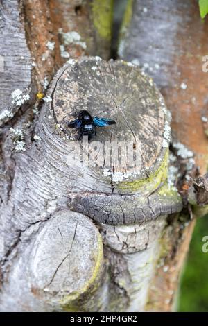 Eine wunderschöne blaue Holzbiene arbeitet am Stamm eines alten Baumes. Stockfoto