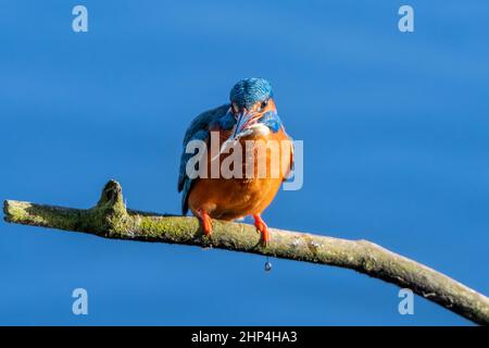 Ein Eisvögel thronte auf einem Baumzweig mit einem Fisch im Schnabel Stockfoto