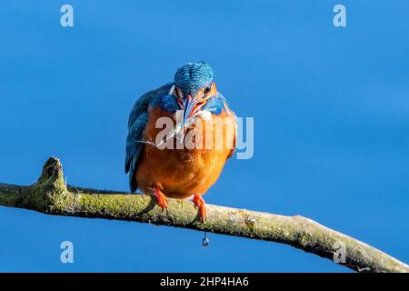 Ein Eisvögel thronte auf einem Baumzweig mit einem Fisch im Schnabel Stockfoto