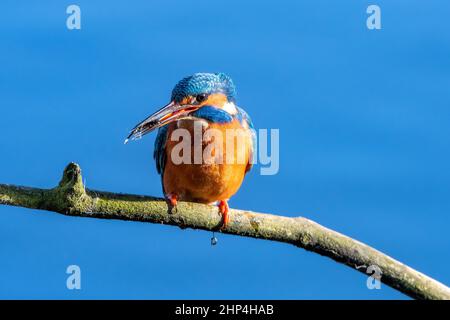 Ein Eisvögel thronte auf einem Baumzweig mit einem Fisch im Schnabel Stockfoto