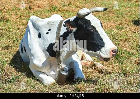 Kuh mit Hörnern und Glocke entspannt auf der Wiese liegen. Hochwertige Fotos Stockfoto
