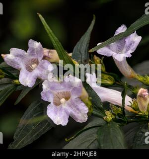 Der Botanische Garten in Sheffield, Großbritannien Stockfoto
