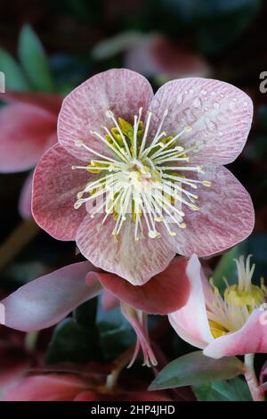 Hellebores aus der Helleborous Gold Kollektion im Fotografengarten Stockfoto