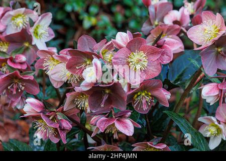 Hellebores aus der Helleborous Gold Kollektion im Fotografengarten Stockfoto