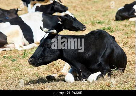 Die Kholmogory brüten Kuh, die auf einer Wiese ruhte. Hochwertige Fotos Stockfoto