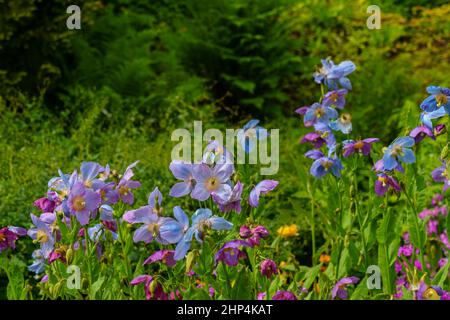 Himalaya-Mohnblumen in azurblauem und violettem Licht vor üppigem grünen Hintergrund. Stockfoto