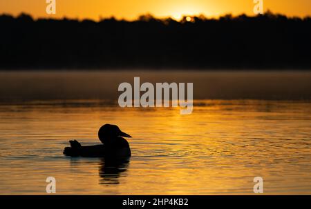 Gemeiner Loon und Küken in Maine Stockfoto