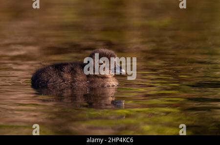 Gemeiner Loon und Küken in Maine Stockfoto