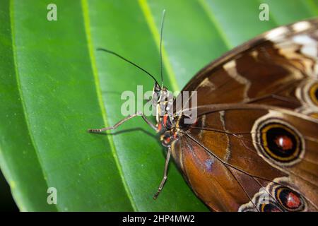 Detail der Nähe morpho peleides am Blatt Stockfoto