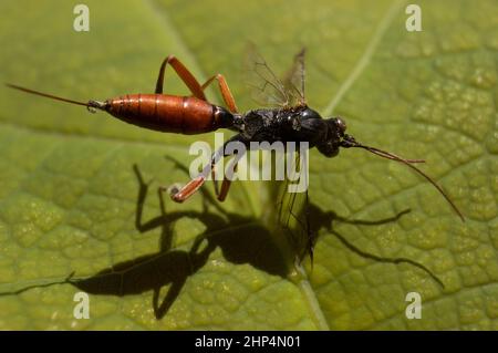 Nahaufnahme der Dolichomitus dux im Garten auf einem grünen Blatt Stockfoto