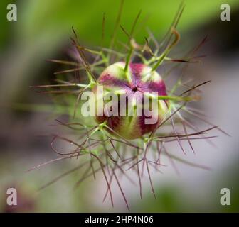 Kapsel schwarzer Kümmel (Nigella sativa) im Garten Stockfoto