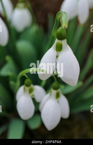 Weiße Schneeglöckchen mit zarten Blütenblättern und grünen Blättern im Garten, erste Schneeglöckchen Makro, Frühlingsblumen vertikal, Blüte, Schönheit in der Natur, Flora Stockfoto