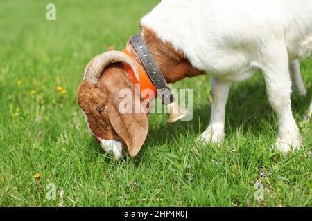 Anglo Nubier/Boer goat männlichen Beweidung auf die Wiese, genau auf den Kopf. Stockfoto