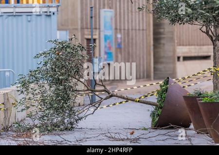 London, Großbritannien. 18th. Februar 2022. Ein Baum fällt herab - Sturm Eunice kommt in London an. Kredit: Guy Bell/Alamy Live Nachrichten Stockfoto