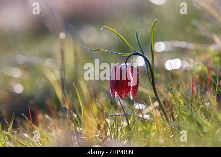 Purple Snake's Head Fritillary, Fritillaria meleagris, mit Bokeh und diffusem Hintergrund im Gras vor einer Wiese, Rumänien, Siebenbürgen Stockfoto