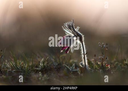 Pulsatilla nigra im Frühjahr Wiese, verschwommener Hintergrund. Passqueflower. Siebenbürgen. Rumänien Stockfoto