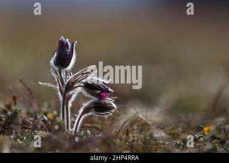 Pulsatilla nigra im Frühjahr Wiese, verschwommener Hintergrund. Passqueflower. Siebenbürgen. Rumänien Stockfoto