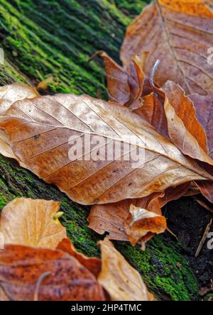 Herbstliche Buchen bieten einen Hauch von goldenen Farben gegen einen Baumstumpf, der mit grünem Moos bedeckt ist. Stockfoto