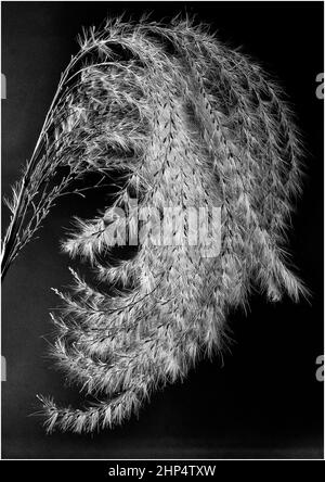 Elefantengras Saatgut 7 Stockfotografie - Alamy