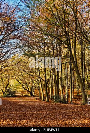 Buchenwälder in Herbstsonne liefern leuchtende Herbstfarben in Witton Woods (manchmal auch Bacton Woods genannt) in der Nähe von North Walsham, Norfolk. Stockfoto