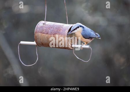 Nuthatch, der nach Samen aus einem alten Dosenfutterhäuschen aussortet Stockfoto