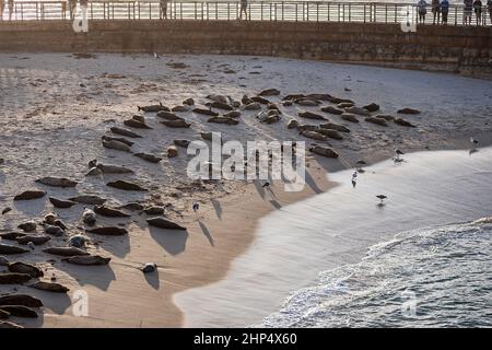 Eine Gruppe von pazifischen Seehunden schnüffelt an einem kleinen Strand in La Jolla California mit Touristen auf einem Gehweg im Hintergrund und Möwen und surfen in der Stockfoto