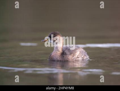 Little Grebe, Tachybaptus ruficollis, Brent Reservoir, London, Vereinigtes Königreich Stockfoto