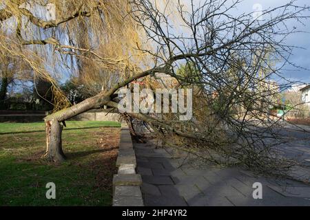 Gefallener Baum nach dem Sturm Eunice, Roundwood Park, London, Großbritannien Stockfoto