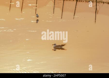 Möwe schwimmend in der Mitte des Sees während des Sonnenuntergangs Stockfoto