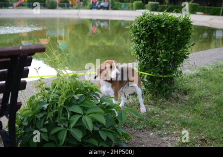 Schöner Beagle, angeleint in einem Park. Stockfoto