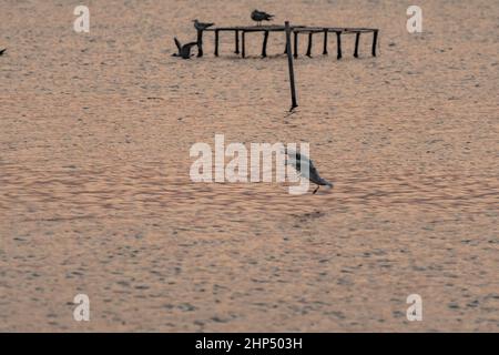 Möwe fliegt während des Fischens in der Mitte des Sees Stockfoto