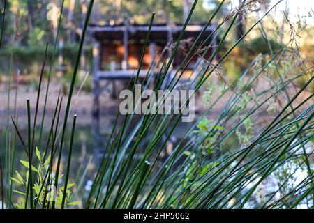 Nahaufnahme der Xanthorrhoea australis, des Grasbaums, austral-Grasstree. Nannup, Westaustralien. Stockfoto